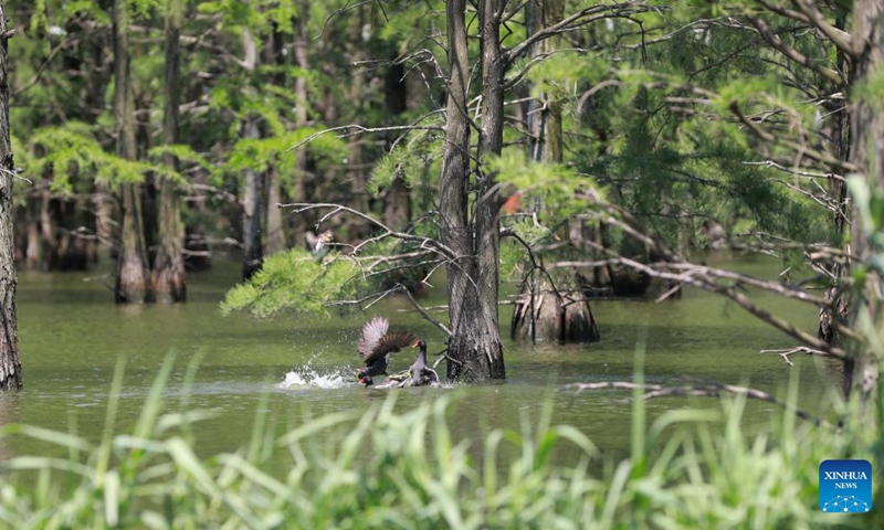 Birds are seen at the Chishan Lake National Wetland Park in Chuzhou, east China's Anhui Province, June 25, 2022.Photo:Xinhua