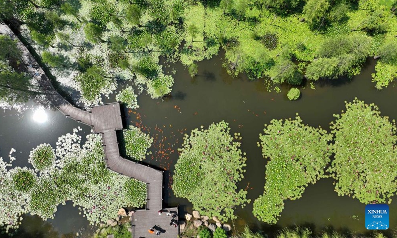 Aerial photo taken on June 25, 2022 shows a view of the Chishan Lake National Wetland Park in Chuzhou, east China's Anhui Province.Photo:Xinhua