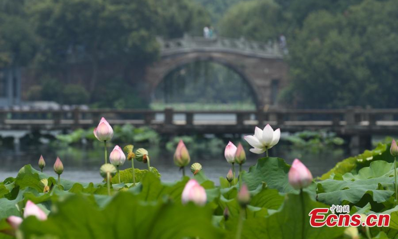 A wide range of lotus flowers are in full bloom in Quyuan Garder(Crooked Courtyard), a scenic spot on the edge of West Lake in Hangzhou, east China's Zhejiang Province. (Photo: China News Service/Wang Gang)
