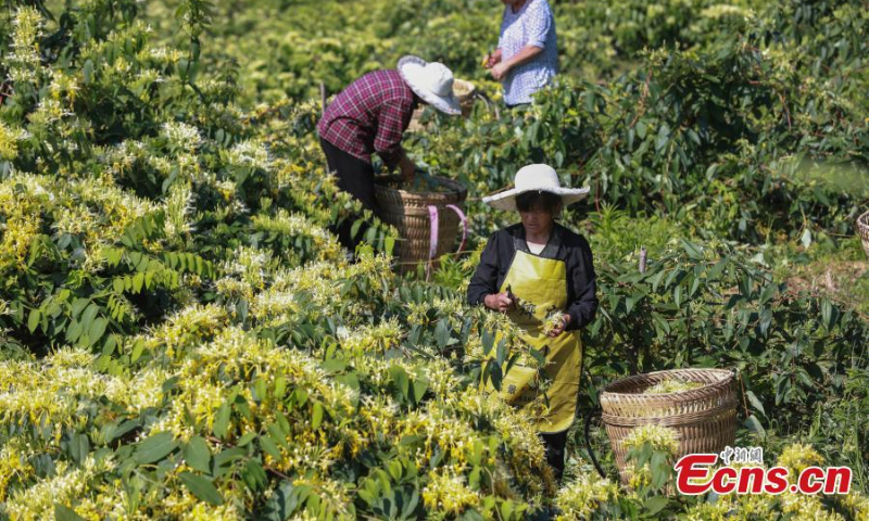2022年7月6日，中国西南部贵州省竹义市绥阳县，村民在种植基地收获金银花。（照片：中新社/曲宏伦）