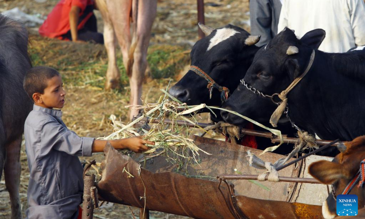 People trade at a livestock market ahead of the Eid al-Adha, on the outskirts of Giza, Egypt, on July 1, 2022. Photo:Xinhua