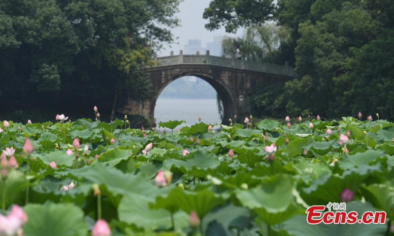中国东部浙江省杭州市西湖畔的风景名胜曲园（曲院）盛开着各式各样的荷花。  （图片：中新社/王刚）
