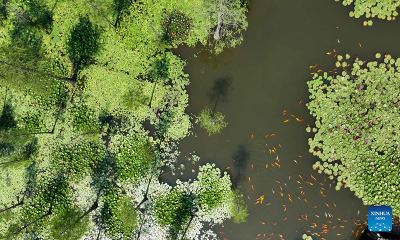 Aerial photo taken on June 25, 2022 shows a view of the Chishan Lake National Wetland Park in Chuzhou, east China's Anhui Province.Photo:Xinhua
