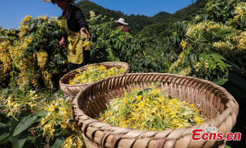 2022年7月6日，中国西南部贵州省竹义市绥阳县，村民在种植基地收获金银花。（图片：中新社/曲宏伦）