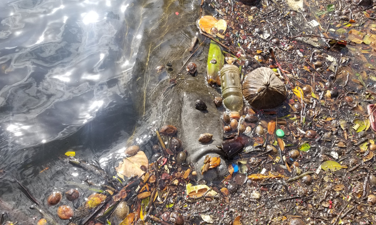 In this photo released by the NGO Oceana to AFP on November 18, 2020, a manatee is seen swimming among plastic in south Florida, the US. Photo: AFP