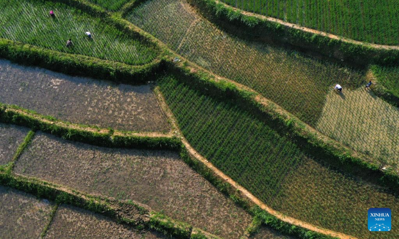 Aerial photo taken on July 6, 2022 shows farmers working in the fields in Taiping Village of Zheng'an County, southwest China's Guizhou Province. (Photo by Zhao Yongzhang/Xinhua)