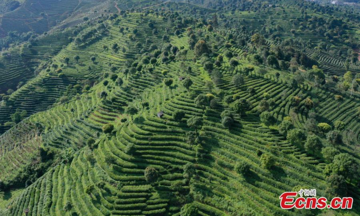Aerial view shows green scenery of Pu'er tea plantation in Pu'er city, Yunnan Province, June 30, 2022. Photo:China News Service