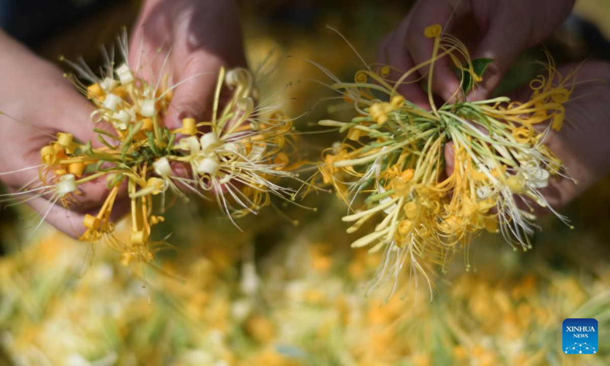 Local people harvest honeysuckle at a plantation base in Suiyang County, southwest China's Guizhou Province, July 1, 2022. The local government has been making efforts in developing industries related with honeysuckle, which has entered its harvest season lately. Photo:Xinhua