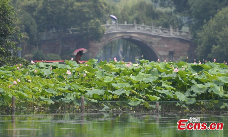 中国东部浙江省杭州市西湖畔的风景名胜曲园（曲院）盛开着各式各样的荷花。  （图片：中新社/王刚）
