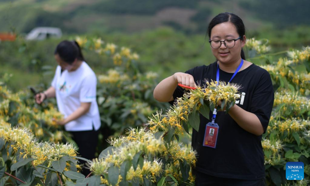 Local people harvest honeysuckle at a plantation base in Suiyang County, southwest China's Guizhou Province, July 1, 2022. The local government has been making efforts in developing industries related with honeysuckle, which has entered its harvest season lately. Photo:Xinhua
