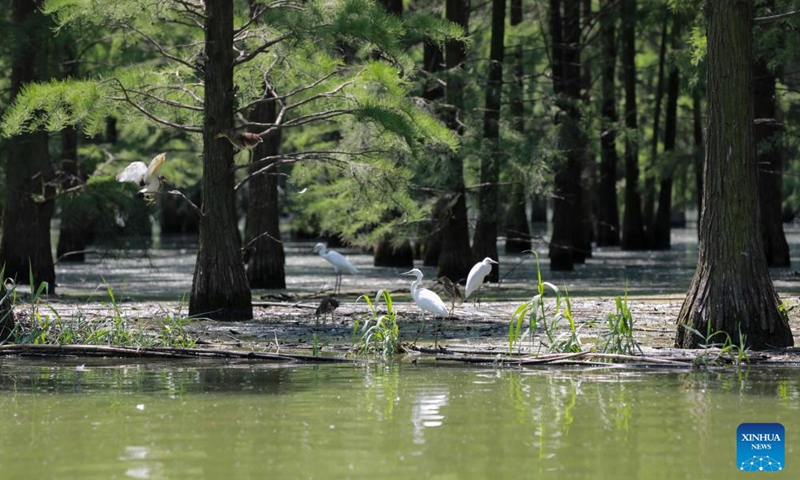 Birds are seen at the Chishan Lake National Wetland Park in Chuzhou, east China's Anhui Province, June 25, 2022.Photo:Xinhua