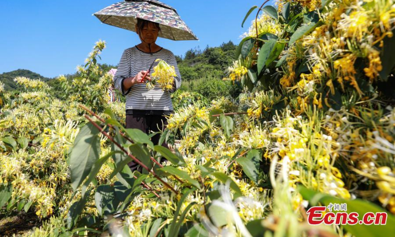 2022年7月6日，中国西南部贵州省竹义市绥阳县，村民在种植基地收获金银花。（照片：中新社/曲宏伦）