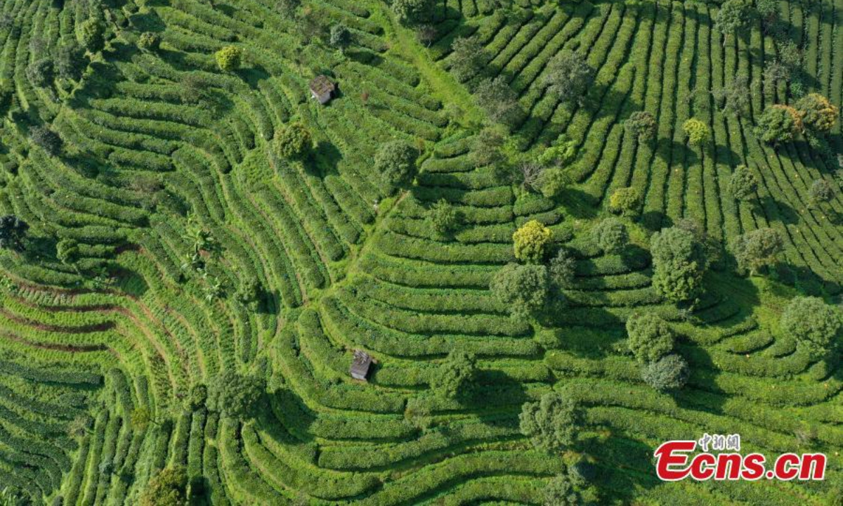 Aerial view shows green scenery of Pu'er tea plantation in Pu'er city, Yunnan Province, June 30, 2022. Photo:China News Service