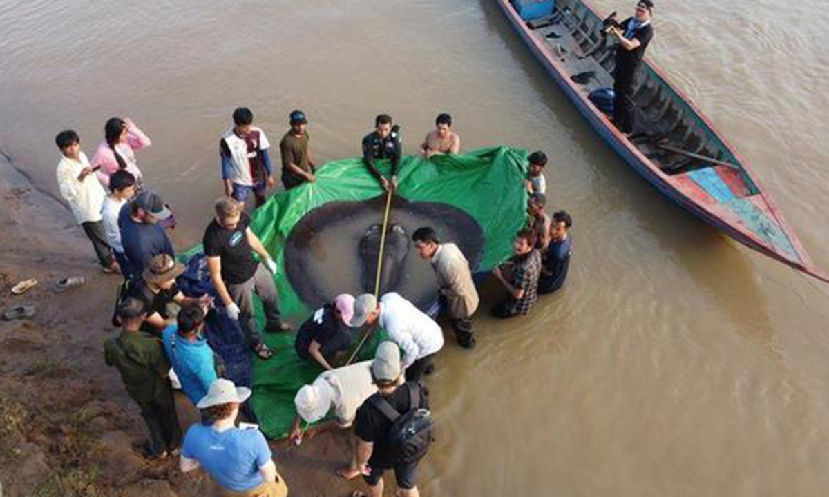 World's largest fish caught in Cambodia.Screenshot of 163.com