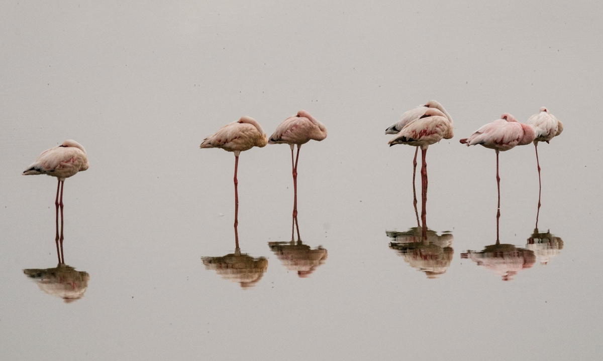 Top: Flamingos rest at a swamp in Amboseli National Park, Kenya. 
A herd of African elephants travel across Amboseli National Park, Kenya. Photos: AFP