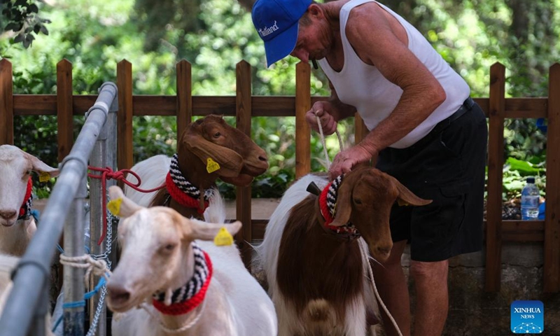 A man fastens the rope for a sheep during the traditional festival of Mnarja in Buskett Gardens of Siggiewi, Malta, on June 29, 2022. A two-day traditional festival celebrating harvest was concluded on Wednesday in Buskett Gardens of Malta. The event showcased agricultural products, livestock competitions, and traditional folk music. The festival, named Mnarja in the Maltese language, is the principal folk festival of Malta.(Photo: Xinhua)