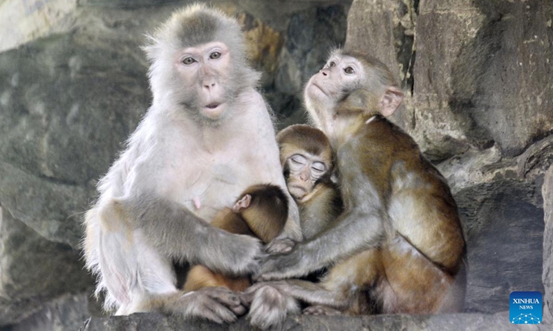 Macaque babies are pictured at Beijing Zoo in Beijing, capital of China, July 2, 2022.Photo:Xinhua