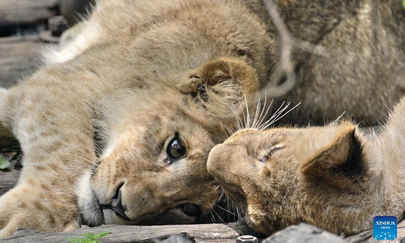 Two lion cubs rest at Beijing Zoo in Beijing, capital of China, July 2, 2022. A total of 201 animal cubs of 43 species in Beijing Zoo have started to meet the public recently.Photo:Xinhua