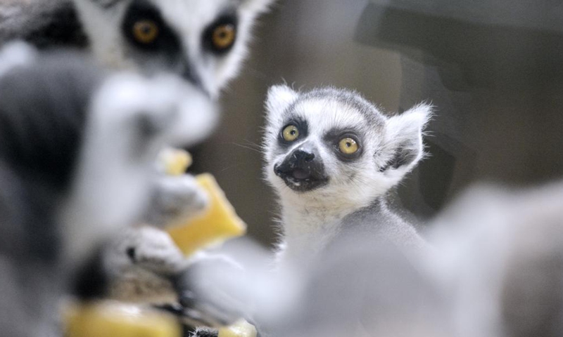 A ring tailed lemur baby eats fruits at Beijing Zoo in Beijing, capital of China, July 2, 2022.Photo:Xinhua