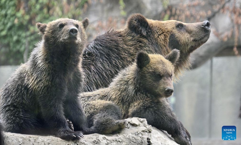 Two brown bear cubs rest with their mother at Beijing Zoo in Beijing, capital of China, July 2, 2022.Photo:Xinhua