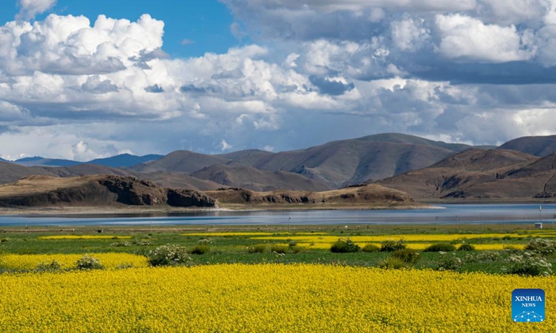 Photo taken on July 2, 2022 shows the scenery of cole flower fields near the Yamdrok Lake in Nagarze County of Shannan City, southwest China's Xizang Autonomous Region.Photo:Xinhua