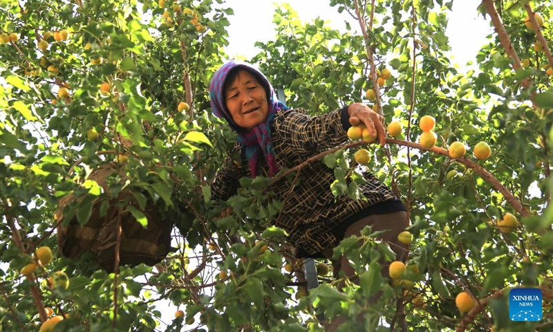A villager picks apricots at Heshui Village in Dunhuang, northwest China's Gansu Province, July 3, 2022.Photo:Xinhua