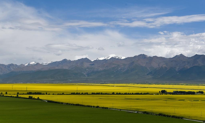 Photo taken on July 3, 2022 shows cole flower fields in Menyuan Hui Autonomous County of Haibei Tibetan Autonomous Prefecture, northwest China's Qinghai Province.Photo:Xinhua
