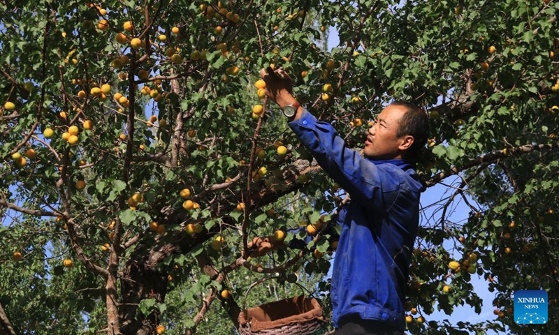 A villager picks apricots at Heshui Village in Dunhuang, northwest China's Gansu Province, July 3, 2022.Photo:Xinhua