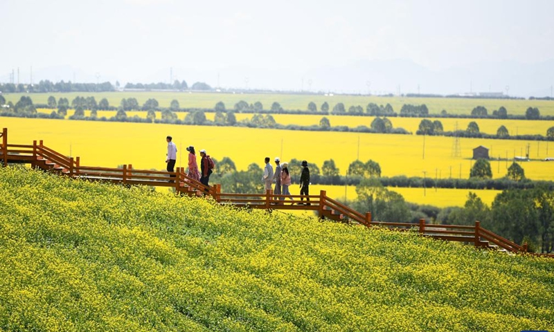 Visitors are seen among cole flower fields at a scenic spot in Menyuan Hui Autonomous County of Haibei Tibetan Autonomous Prefecture, northwest China's Qinghai Province, July 3, 2022.Photo:Xinhua