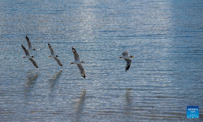 Waterfowls fly over the surface of the Yamdrok Lake in Nagarze County of Shannan City, southwest China's Xizang Autonomous Region.Photo:Xinhua
