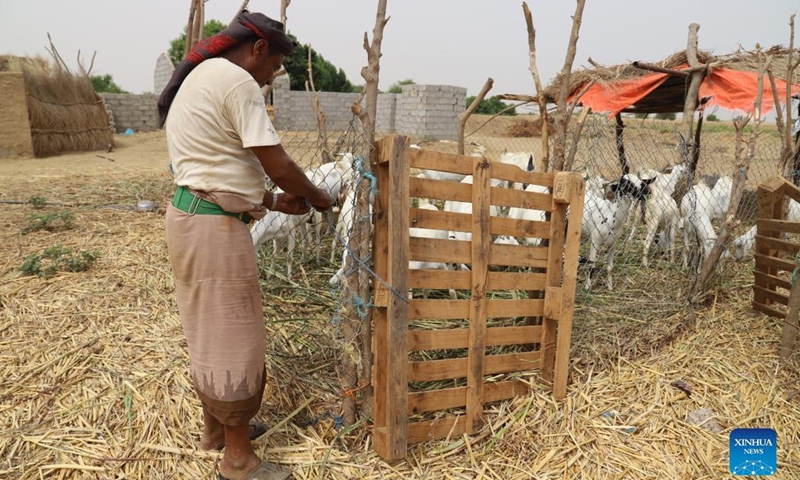 A Yemeni farmer locks the door of a goat pen in the Midi District of Hajjah Province, northern Yemen, July 3, 2022. In Midi, a coastal district in Yemen's northwestern province of Hajjah, local sheep or cattle farmers are preparing for the upcoming Eid al-Adha, also known as the Feast of the Sacrifice.(Photo: Xinhua)