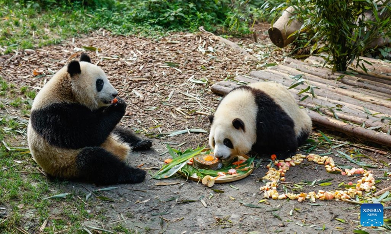 Giant panda twins He Hua (R) and He Ye enjoy a special birthday cake at the China Conservation and Research Center for the Giant Panda in Chengdu, southwest China's Sichuan Province, July 4, 2022. Sister and brother panda twins He Hua and He Ye celebrated their second birthday in Chengdu on Monday.(Photo: Xinhua)