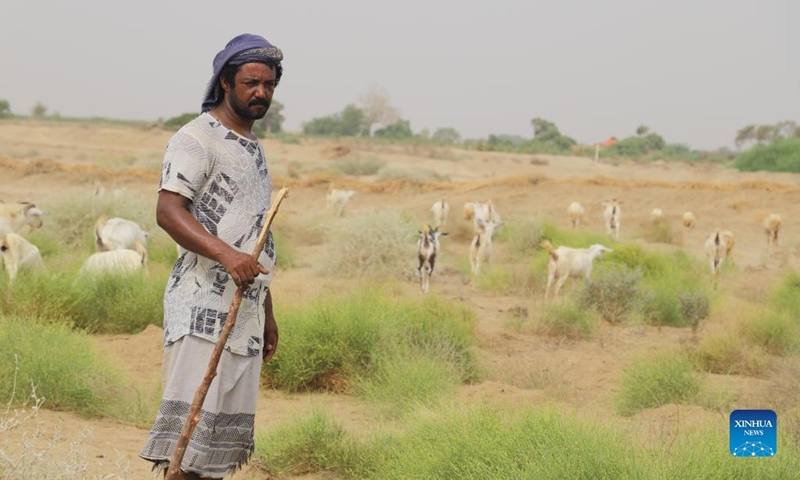 A Yemeni farmer grazes a flock of goats in the Midi District of Hajjah Province, northern Yemen, July 3, 2022. In Midi, a coastal district in Yemen's northwestern province of Hajjah, local sheep or cattle farmers are preparing for the upcoming Eid al-Adha, also known as the Feast of the Sacrifice. (Photo: Xinhua)