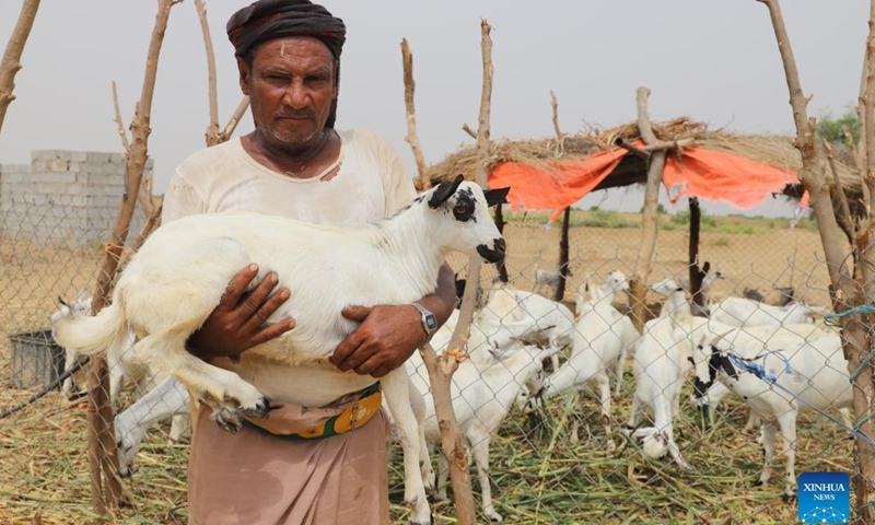A Yemeni farmer holds a goat in his arms in the Midi District of Hajjah Province, northern Yemen, July 3, 2022. In Midi, a coastal district in Yemen's northwestern province of Hajjah, local sheep or cattle farmers are preparing for the upcoming Eid al-Adha, also known as the Feast of the Sacrifice.(Photo: Xinhua)