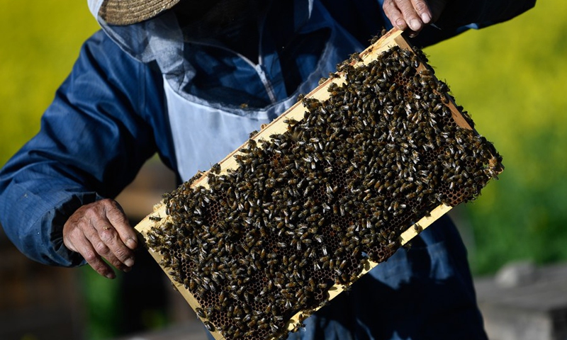 Feng Yuexuan checks one of his beehives in Menyuan Hui Autonomous County, northwest China's Qinghai Province, July 3, 2022.(Photo: Xinhua)