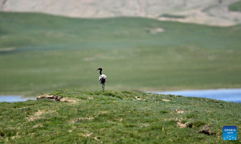 A black-necked crane is pictured by the Xingxinghai Lake in Maduo County of Golog Tibetan Autonomous Prefecture, northwest China's Qinghai Province, July 3, 2022. Sanjiangyuan, which means the source of three rivers, is home to the headwaters of the Yangtze, Yellow and Lancang rivers. The area provides the lower reaches of these major rivers with more than 60 billion cubic meters of water annually.(Photo: Xinhua)