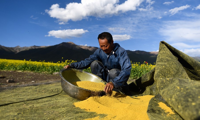 Feng Yuexuan loads dried pollen into a basin in Menyuan Hui Autonomous County, northwest China's Qinghai Province, July 2, 2022.(Photo: Xinhua)
