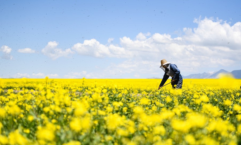 Feng Yuexuan airs pollen in a cole flower field in Menyuan Hui Autonomous County, northwest China's Qinghai Province, July 2, 2022.(Photo: Xinhua)