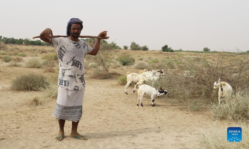 A Yemeni farmer grazes a flock of goats in the Midi District of Hajjah Province, northern Yemen, July 3, 2022. In Midi, a coastal district in Yemen's northwestern province of Hajjah, local sheep or cattle farmers are preparing for the upcoming Eid al-Adha, also known as the Feast of the Sacrifice.(Photo: Xinhua)
