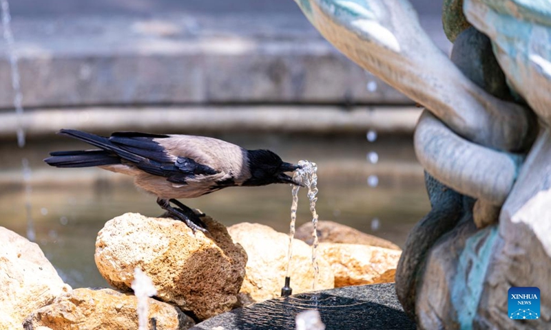 A bird drinks water at a fountain in Belgrade, Serbia, on July 5, 2022. Serbia witnessed hot weather recently.(Photo: Xinhua)