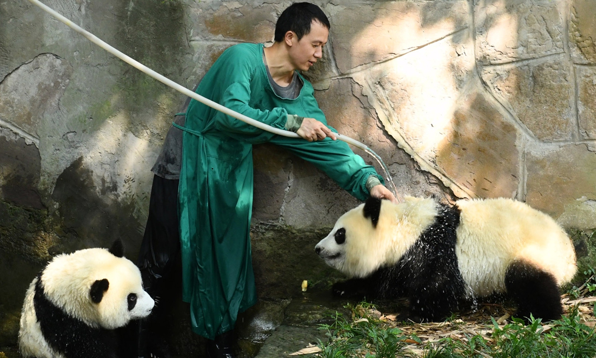 A zookeeper of the Chongqing Zoo cools down pandas Xingxing and Chenchen with a shower on July 6, 2022, as the hot weather continues in the Southwestern Chinese city of Chongqing. The temperature reached as 
high as 38 C. Photo: cnsphoto