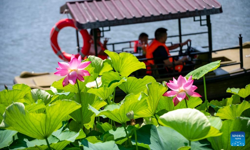 Photo taken on July 6, 2022 shows lotus flowers at Daguan Park in Kunming, southwest China's Yunnan Province. The 36th National Lotus Exhibition opened at Daguan Park in Kunming on Wednesday.(Photo: Xinhua)