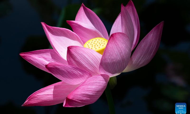 Photo taken on July 6, 2022 shows a lotus flower at Daguan Park in Kunming, southwest China's Yunnan Province. The 36th National Lotus Exhibition opened at Daguan Park in Kunming on Wednesday.(Photo: Xinhua)