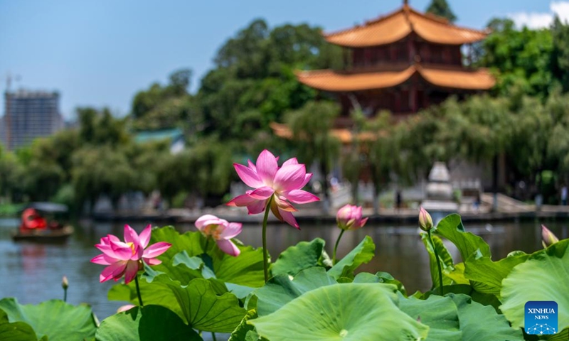 Photo taken on July 6, 2022 shows lotus flowers at Daguan Park in Kunming, southwest China's Yunnan Province. The 36th National Lotus Exhibition opened at Daguan Park in Kunming on Wednesday.(Photo: Xinhua)