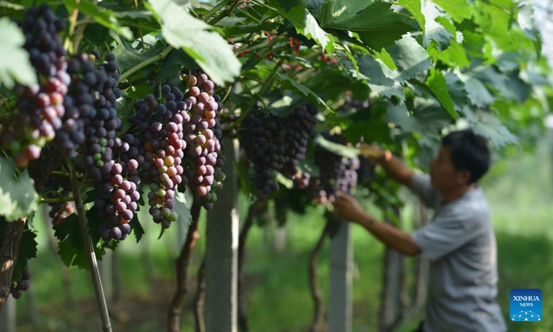 A villager picks grapes at a farm in Lyuzhai Town of Linquan County, Fuyang City, east China's Anhui Province, July 7, 2022. Xiaoshu, or Lesser Heat, falls on July 7 this year, which means the beginning of hot summer.(Photo: Xinhua)