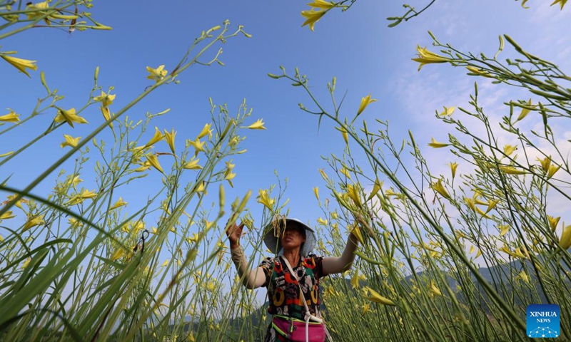 A farmer picks day lily in Gelin Town of Zheng'an County in Zunyi City, southwest China's Guizhou Province, July 7, 2022. Xiaoshu, or Lesser Heat, falls on July 7 this year, which means the beginning of hot summer.(Photo: Xinhua)