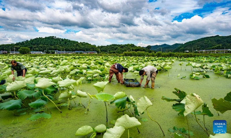 Farmers work at a lotus field in Jiulongshan Township of Xinyu City, east China's Jiangxi Province, July 7, 2022. Xiaoshu, or Lesser Heat, falls on July 7 this year, which means the beginning of hot summer.(Photo: Xinhua)