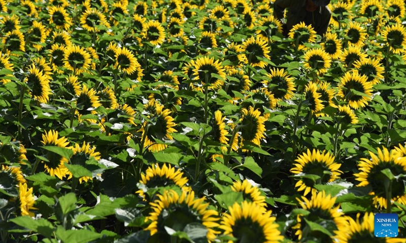 A villager removes weed at a sunflower field in Huangshan subdistrict of Yulong Naxi Autonomous County in Lijiang City, southwest China's Yunnan Province, July 7, 2022. Xiaoshu, or Lesser Heat, falls on July 7 this year, which means the beginning of hot summer.(Photo: Xinhua)