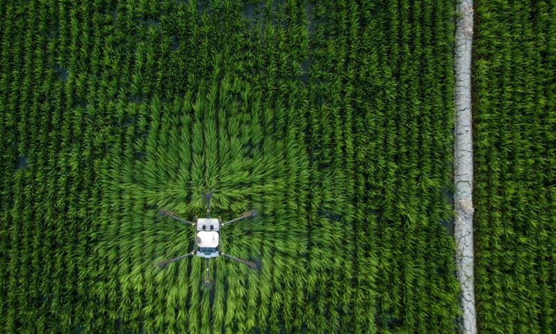Aerial photo taken on July 4, 2022 shows a drone carrying out agricultural work in a rice paddy in Dujiazhuang Village, Sandaoba Township, Midong District, Urumqi, northwest China's Xinjiang Uygur Autonomous Region. (Xinhua/Wang Fei)