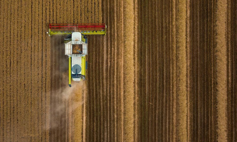 Aerial photo taken on July 7, 2022 shows a combine harvester reaping wheat in a field in Qitai County, Changji Hui Autonomous Prefecture, northwest China's Xinjiang Uygur Autonomous Region. (Xinhua/Zhang Xiaocheng)